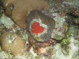 095 Heart of Sponge on Coral IMG 5266
